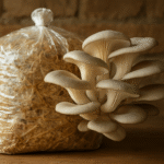 How to Grow Oyster Mushrooms at Home in India!