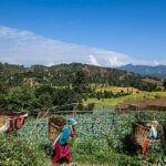 In Climate-Exposed Nepal, Farmers Hold Firm to Agriculture Despite Escalating Risks!