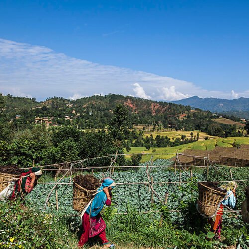 In Climate-Exposed Nepal, Farmers Hold Firm to Agriculture Despite Escalating Risks!