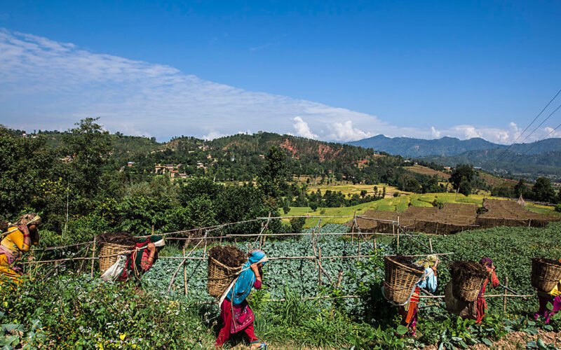 In Climate-Exposed Nepal, Farmers Hold Firm to Agriculture Despite Escalating Risks!