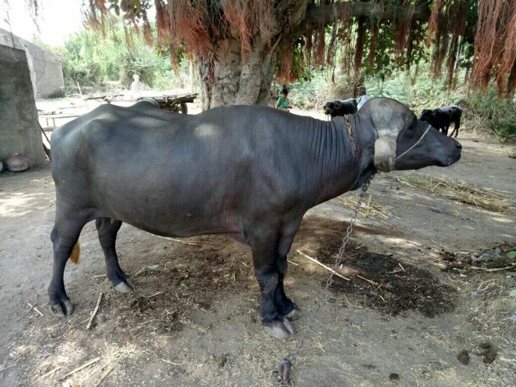 Top 10 Buffalo Breeds in India: Exploring the Pride of Indian Livestock! 6 Jaffarabadi