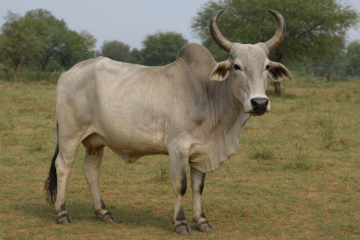 PACHAI BOOMI – English | Magazine | Agriculture | Horticulture | Livestock Farming | Monthly 29 Malvi Cattle: The Sturdy Malwa Breed Renowned for Strength and Milk Production!