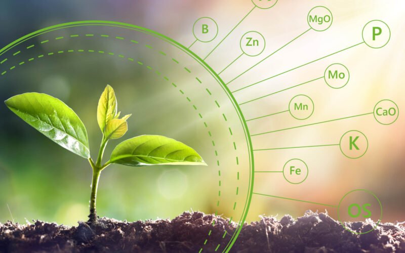Micro Nutrients for Enhancing Crop Productivity!
