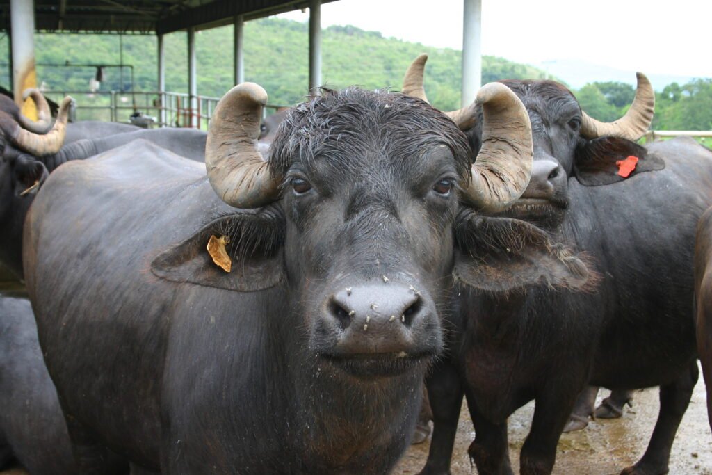 Top 10 Buffalo Breeds in India: Exploring the Pride of Indian Livestock! 2 Murrah