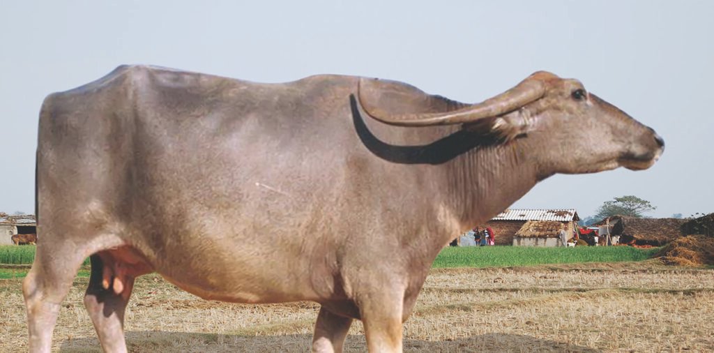 Top 10 Buffalo Breeds in India: Exploring the Pride of Indian Livestock! 7 Nagpuri