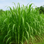 Napier Grass Cultivation Guide: Step-by-Step for Maximum Yield and Dairy Profit!