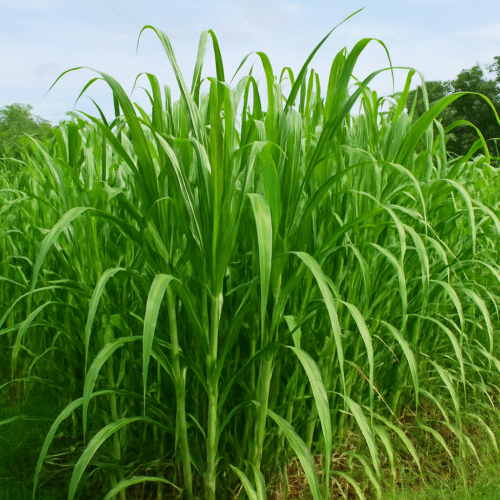 Napier Grass Cultivation Guide: Step-by-Step for Maximum Yield and Dairy Profit!