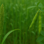 Nigeria Identifies Fonio and Pigeon Pea as Key “Opportunity Crops”