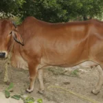 Sahiwal Cow: Characteristics, Milk Per Day, Price & Origin!