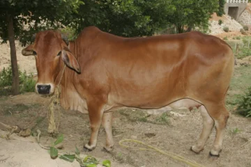 PACHAI BOOMI – English | Magazine | Agriculture | Horticulture | Livestock Farming | Monthly 31 Sahiwal Cow: Characteristics, Milk Per Day, Price & Origin!