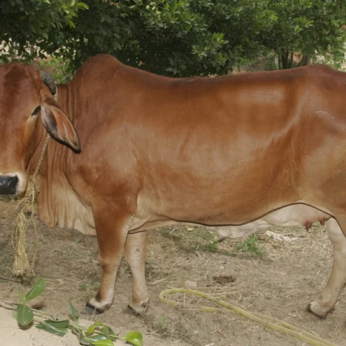 Sahiwal Cow: Characteristics, Milk Per Day, Price & Origin!