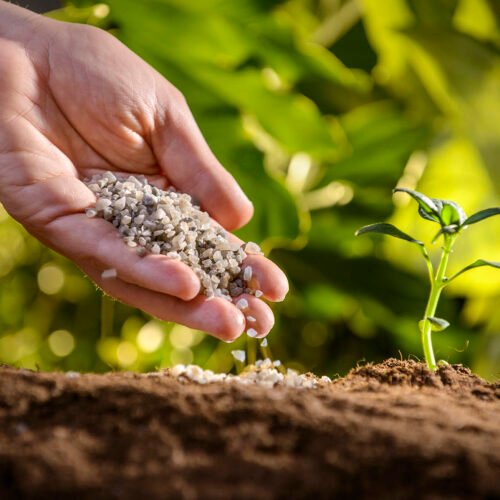 Secondary Nutrients for Enhancing Crop Productivity!
