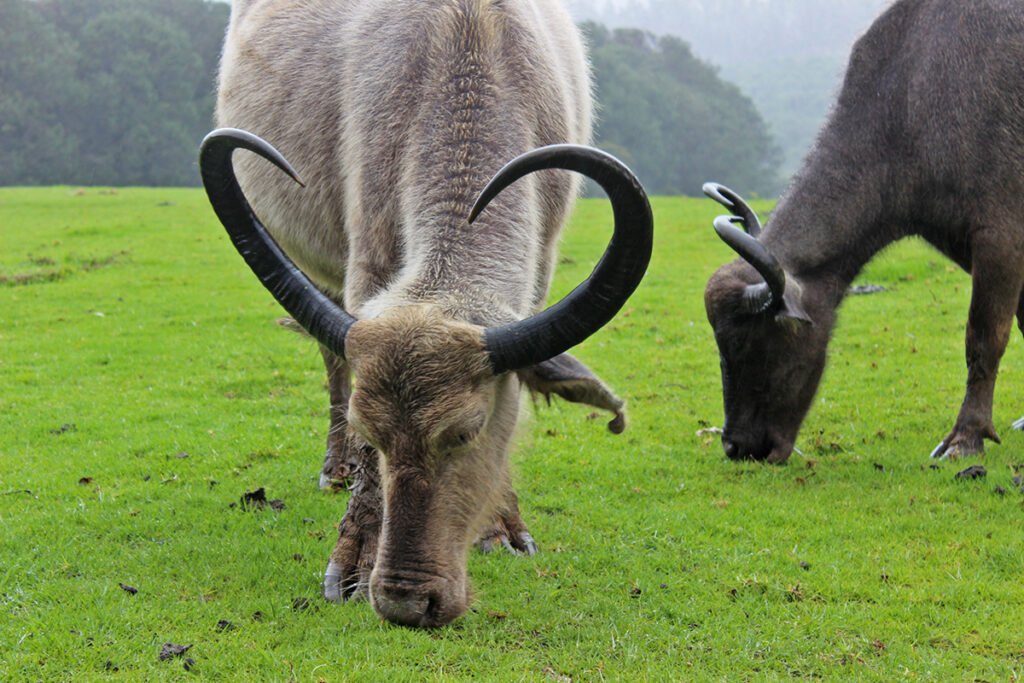 Top 10 Buffalo Breeds in India: Exploring the Pride of Indian Livestock! 9 Toda