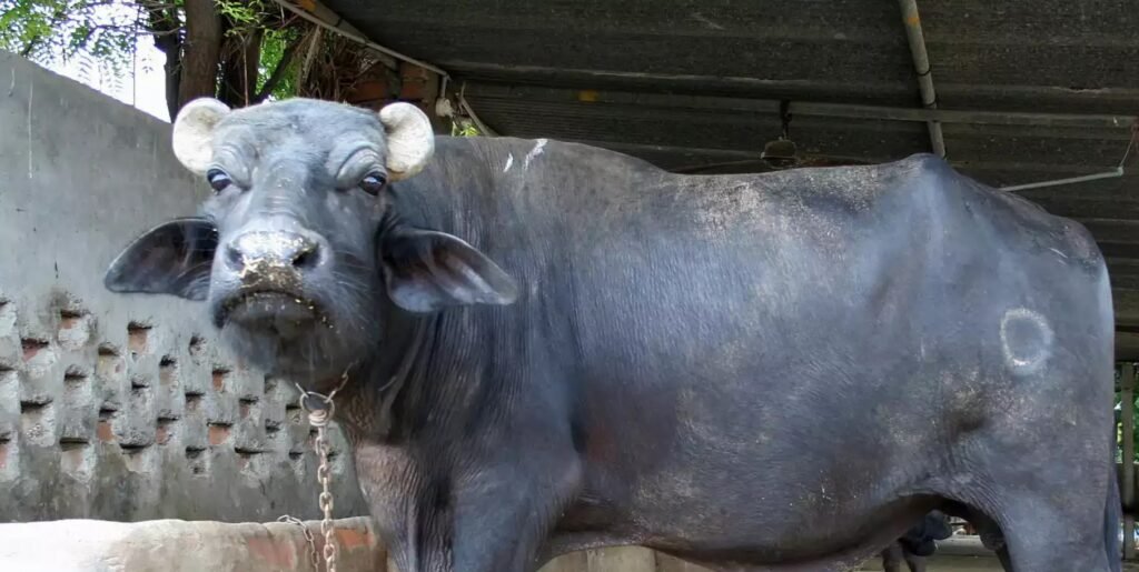 Top 10 Buffalo Breeds in India: Exploring the Pride of Indian Livestock! 4 mehsana