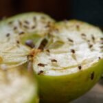 Fruit flies
