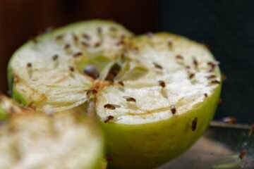 Integrated Pest Management (IPM) Methods for Controlling Fruit Flies!
