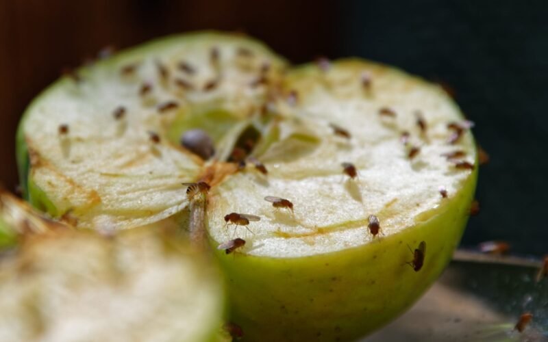 Integrated Pest Management (IPM) Methods for Controlling Fruit Flies! 1 Fruit flies